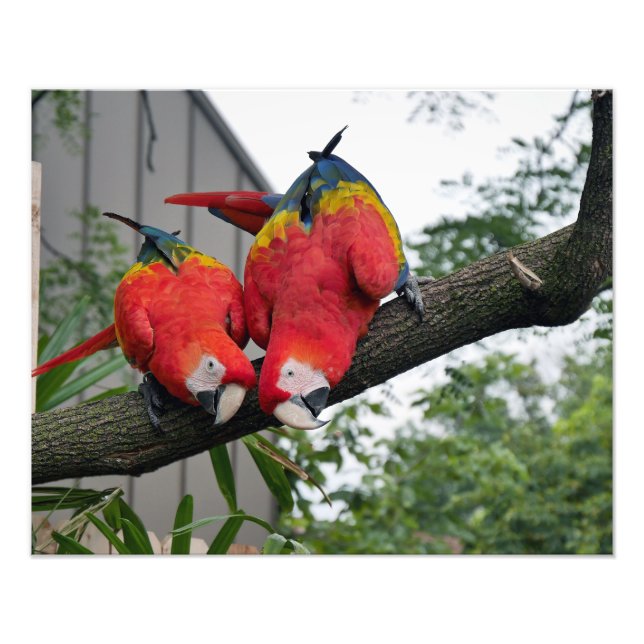 Scarlet Macaws II Fototryck (Framsidan)