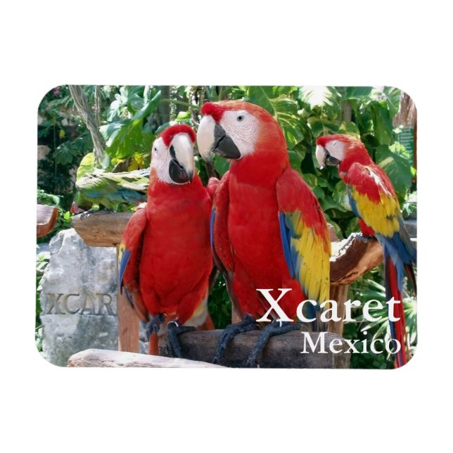 Scarlet Macaws Magnet (Horisontell)