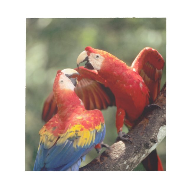 Scarlet Macaws par Anteckningsblock (Framsida)
