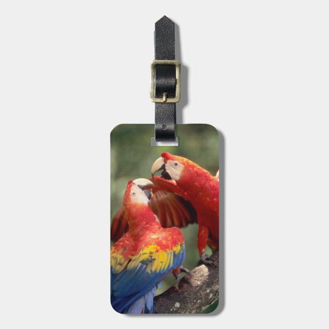 Scarlet Macaws par Bagagebricka (Vertikal Framsida)