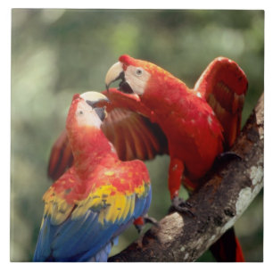 Scarlet Macaws par Kakelplatta