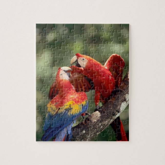 Scarlet Macaws par Pussel (Vertikal)
