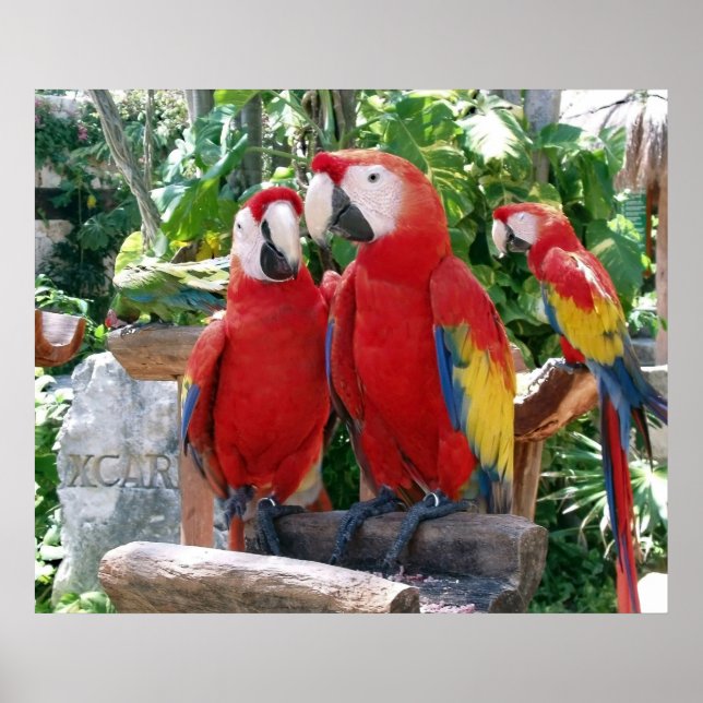 Scarlet Macaws Poster (Framsidan)
