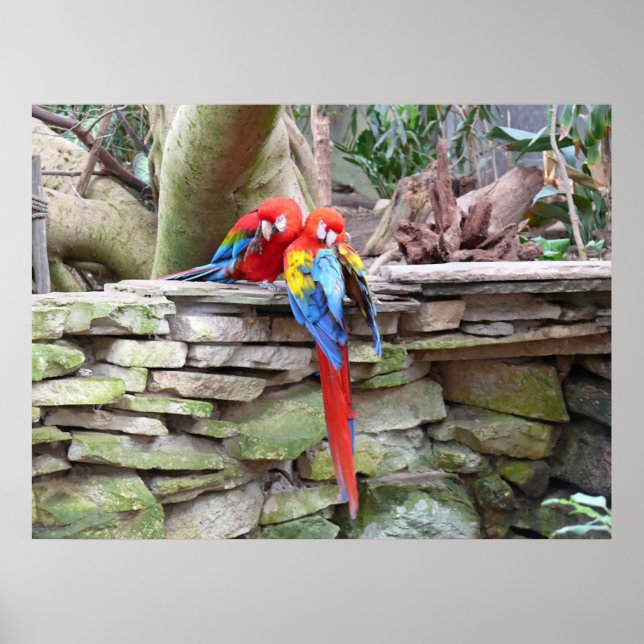 Scarlet Macaws Poster (Framsidan)