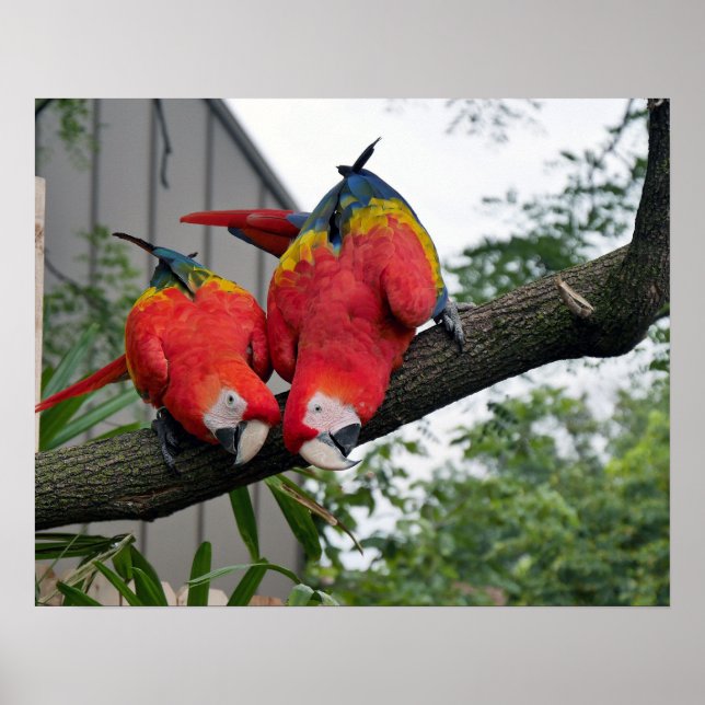 Scarlet Macaws Poster (Framsidan)