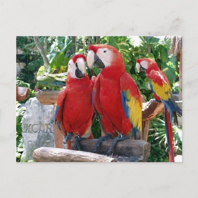 Scarlet Macaws vykort (Framsida)