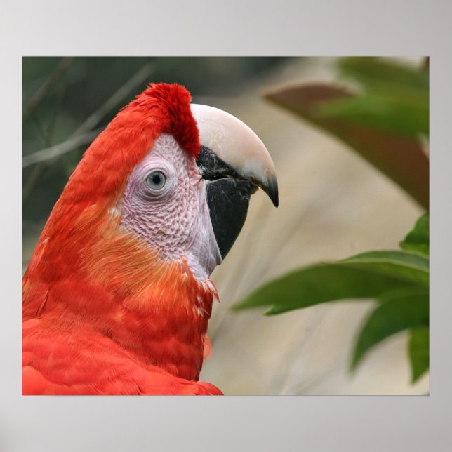 Scarlet Mackaw Photo Poster (Framsidan)