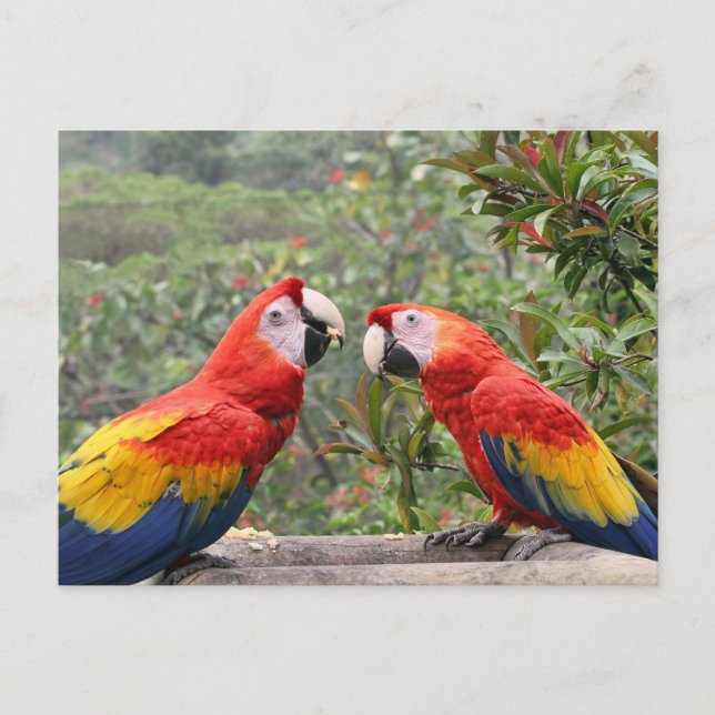 Scarlet Mackaws Vykort (Framsida)