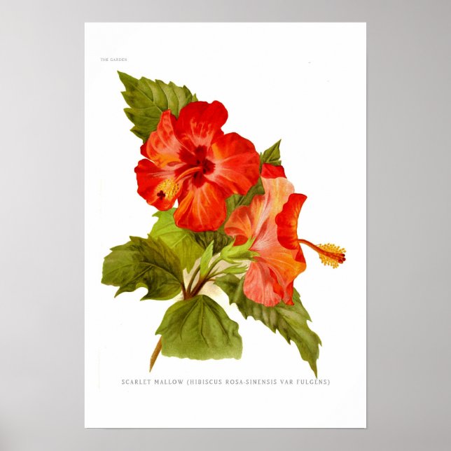 Scarlet Mallow (Hibiscus) Poster (Framsidan)