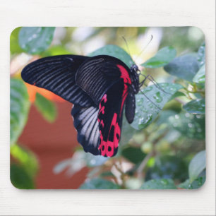 Scarlet Mormon Butterfly Musmatta