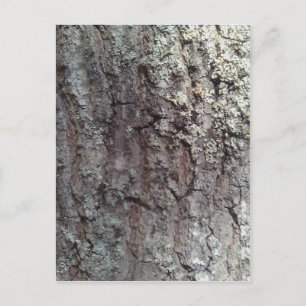 Scarlet Oak Träd Bark Vykort