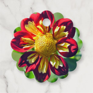 SCARLET OCH GULT "STARSISTER" DAHLIA MED SCALLO GÅVOR ETIKETTER