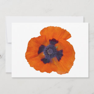 Scarlet Orange-diskett 1