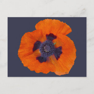 Scarlet Orange-diskett 1 Vykort