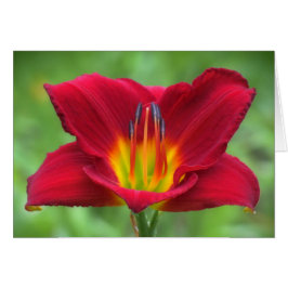 Scarlet Orbit Daylily Hälsningskort