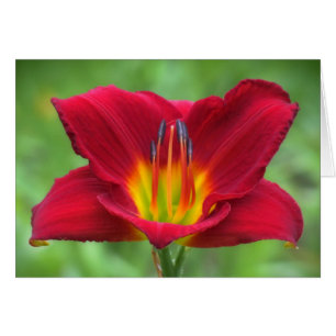 Scarlet Orbit Daylily Hälsningskort
