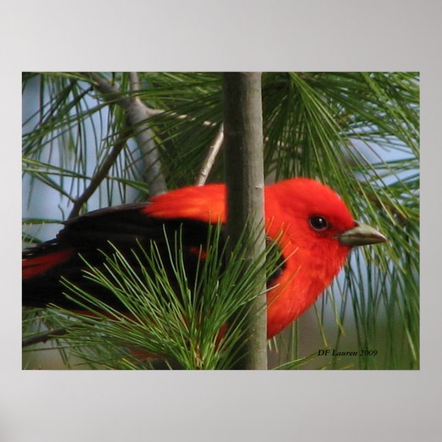 Scarlet O'Tanager Poster (Framsidan)