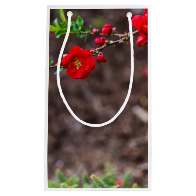 Scarlet överst (Framsidan)