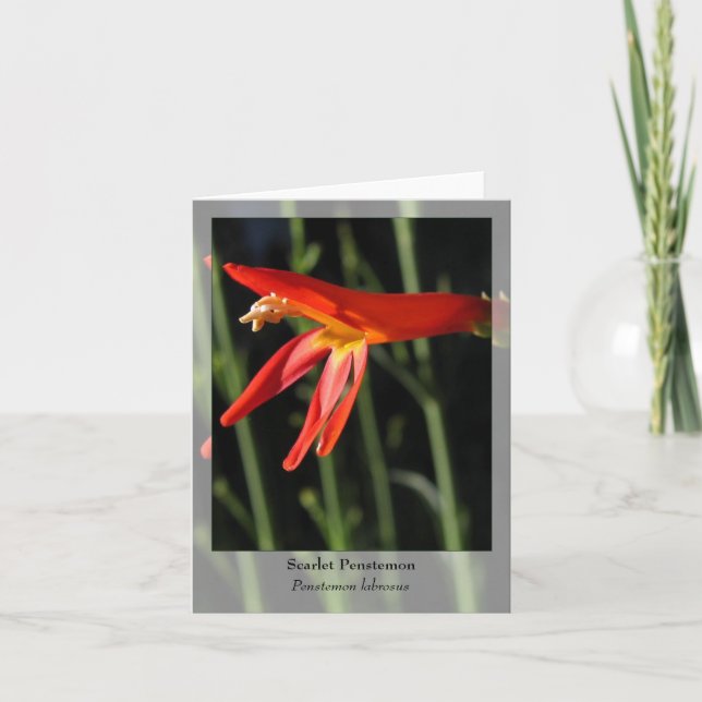 Scarlet Penstemon - Native Notecard Kort (Framsida)