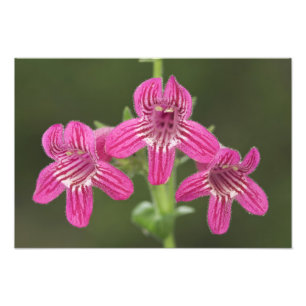 Scarlet Penstemon, Penstemon triflorus, Fototryck