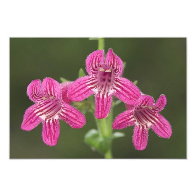 Scarlet Penstemon, Penstemon triflorus, Fototryck (Framsidan)