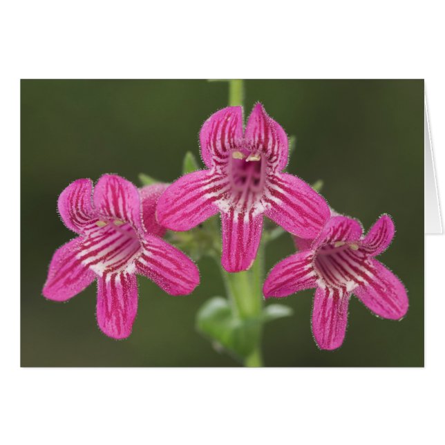 Scarlet Penstemon, Penstemon triflorus Hälsningskort (Framsidan Horizontal)
