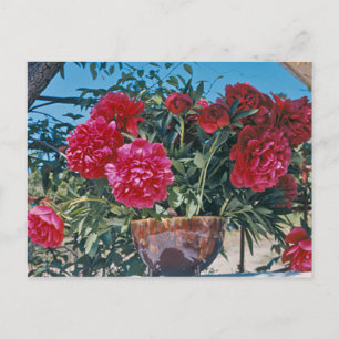 Scarlet Peony av H.D. Peterson 1972 Vykort