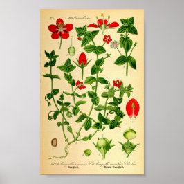 Scarlet Pimpernel (Anagallis caerulea) Poster