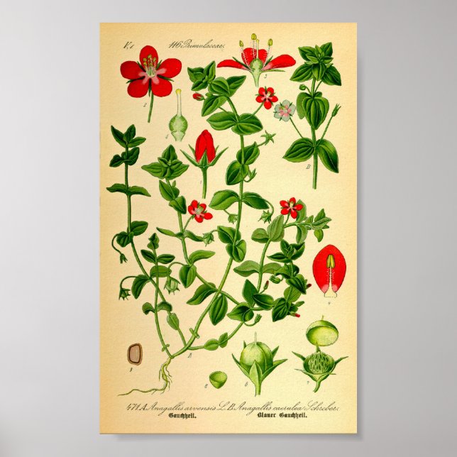 Scarlet Pimpernel (Anagallis caerulea) Poster (Framsidan)