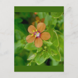 Scarlet Pimpernel Wildblomma Vykort