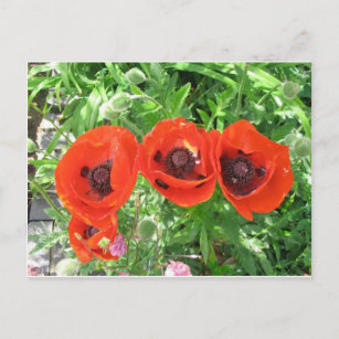 Scarlet-poppies/vykort Vykort