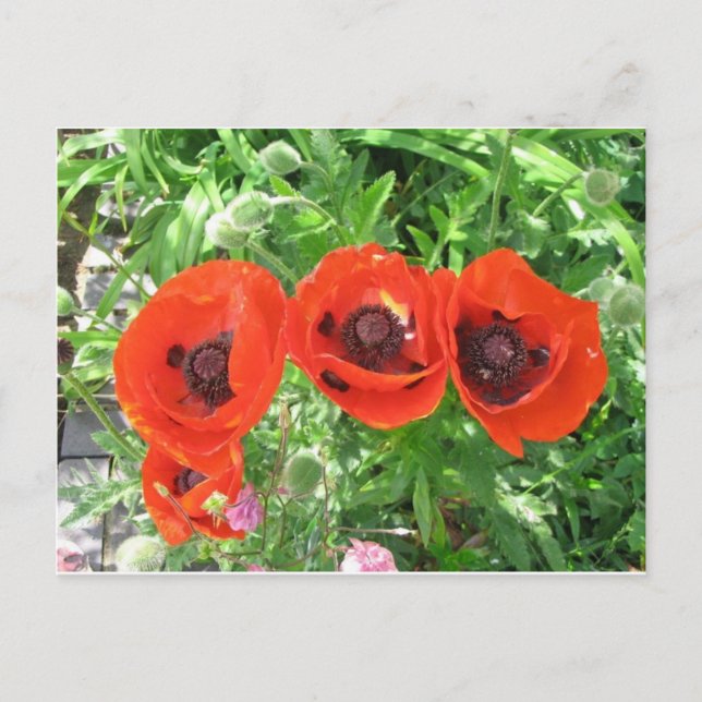 Scarlet-poppies/vykort Vykort (Framsida)
