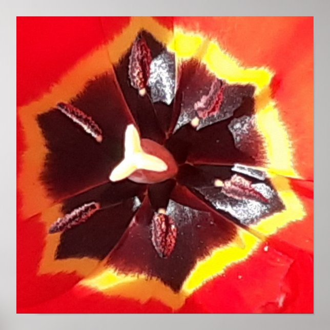Scarlet Red Tulip Poster (Framsidan)