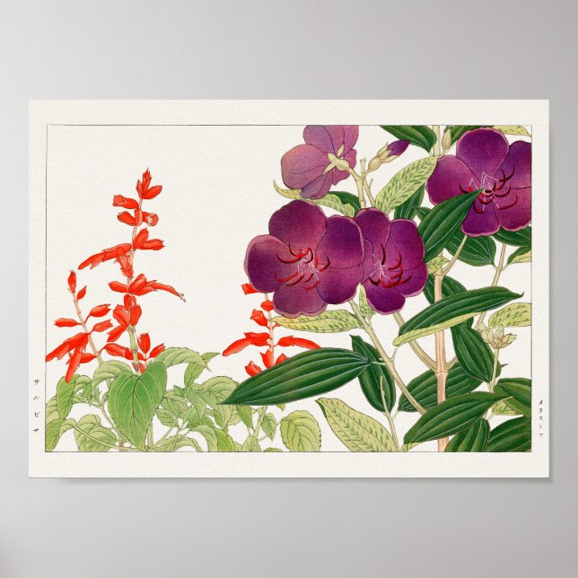 Scarlet sage, Melastoma av Tanigami Konan Poster (Framsidan)