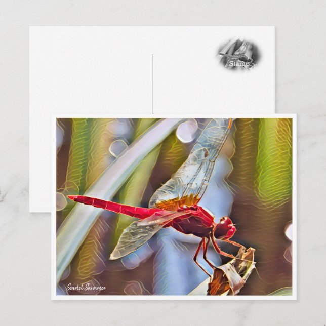 Scarlet Skimmer Vykort (Fram/baksida)