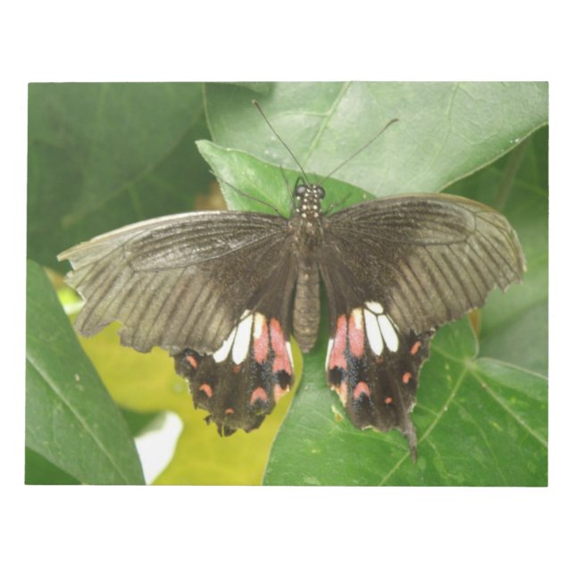 Scarlet Swallowtail Butterfly Anteckningsblock (Framsida)