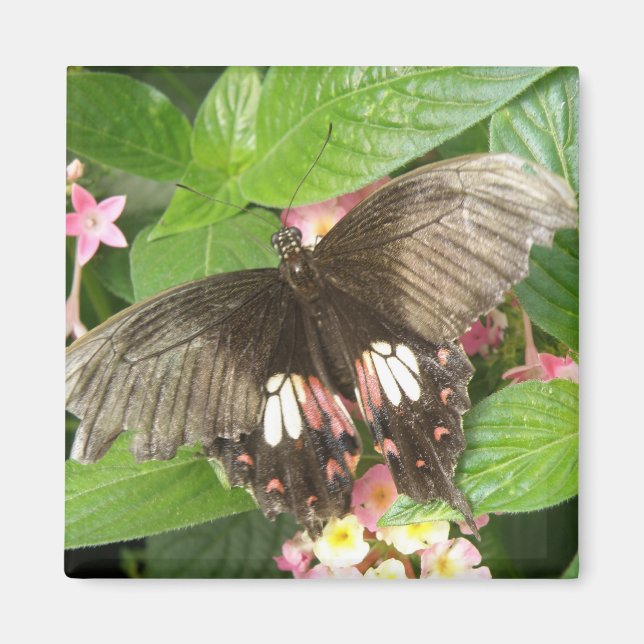 Scarlet Swallowtail Butterfly Macro Magnet (Framsidan)