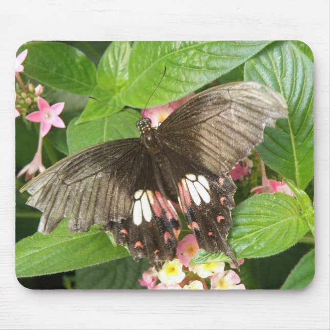 Scarlet Swallowtail Butterfly Macro Mousepad Musmatta (Framsidan)