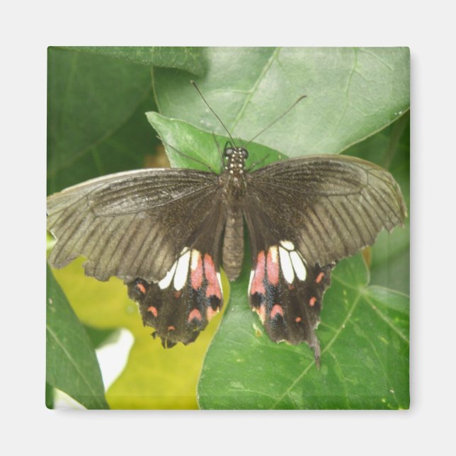 Scarlet Swallowtail Butterfly Magnet (Framsidan)