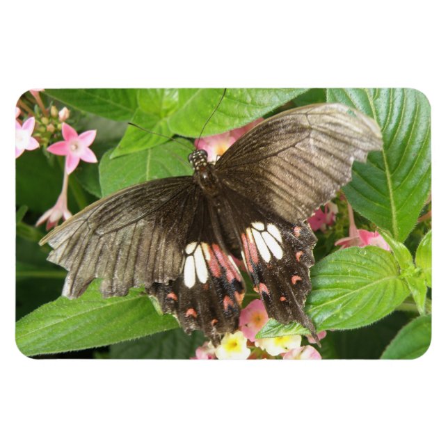Scarlet Swallowtail Butterfly Makro Flexi Magnet (Horisontell)