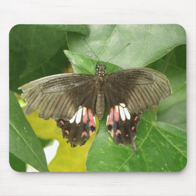 Scarlet Swallowtail Butterfly Mousepad Musmatta (Framsidan)