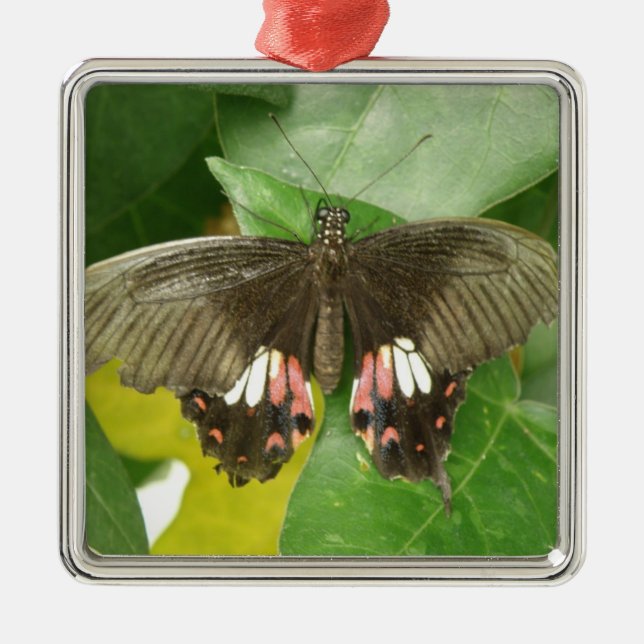 Scarlet Swallowtail Butterfly Ornament (Framsidan)