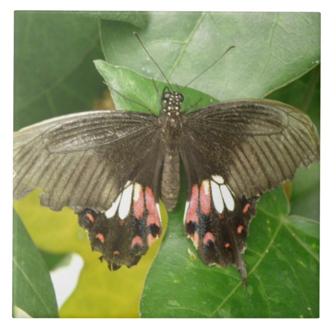 Scarlet Swallowtail Butterfly Tile Kakelplatta (Framsidan)
