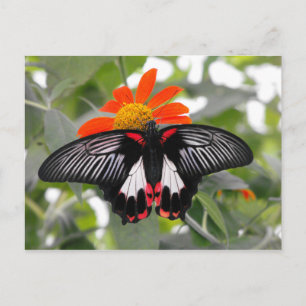 Scarlet Swallowtail Butterfly Vykort