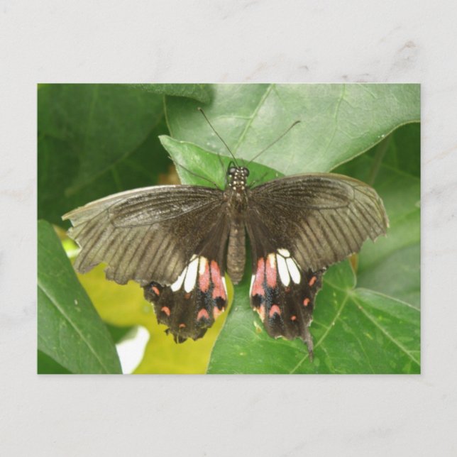 Scarlet Swallowtail Butterfly-vykort Vykort (Framsida)