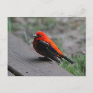 Scarlet Tanager Bird Vykort