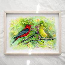 Scarlet Tanager Birds Watercolor Art Skriv ut