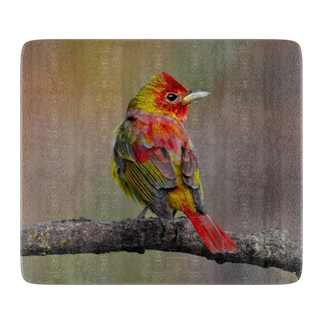 Scarlet Tanager-formning - originalfoto (Framsidan)