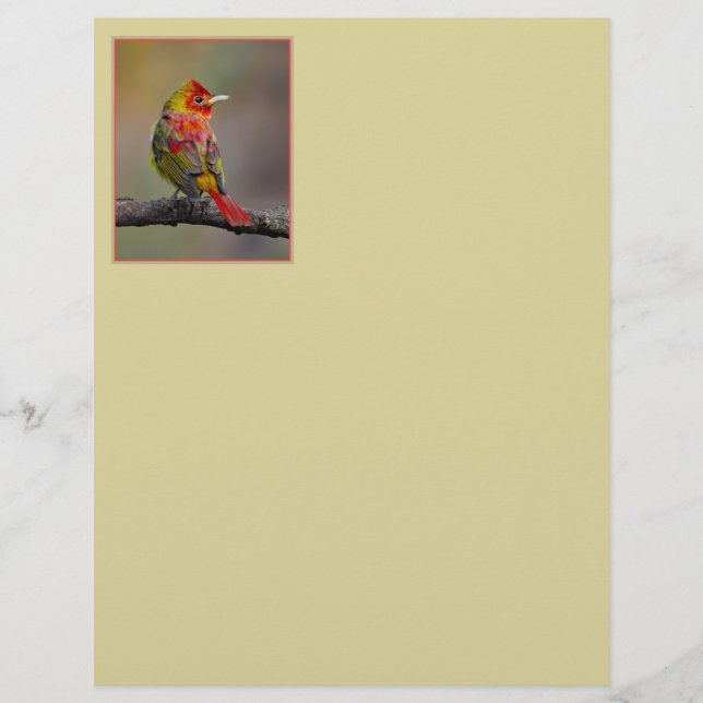 Scarlet Tanager-formning - originalfoto (Framsida)