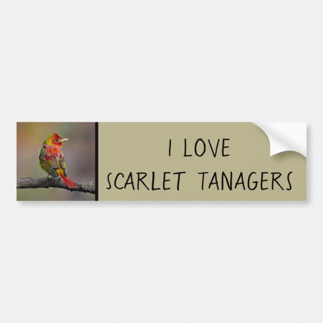 Scarlet Tanager-formning - originalfoto Bildekal (Framsidan)